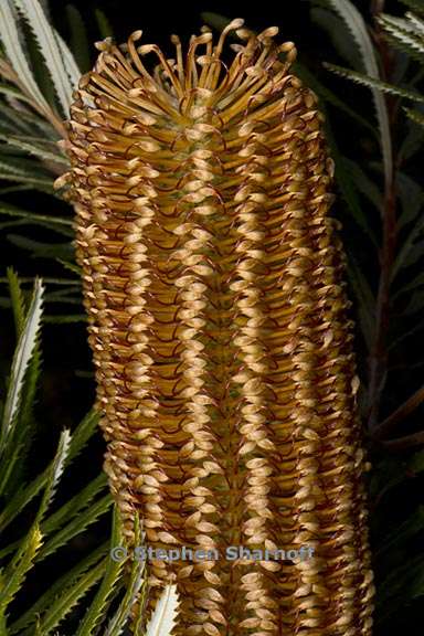 banksia spinulosa 1 grqphic